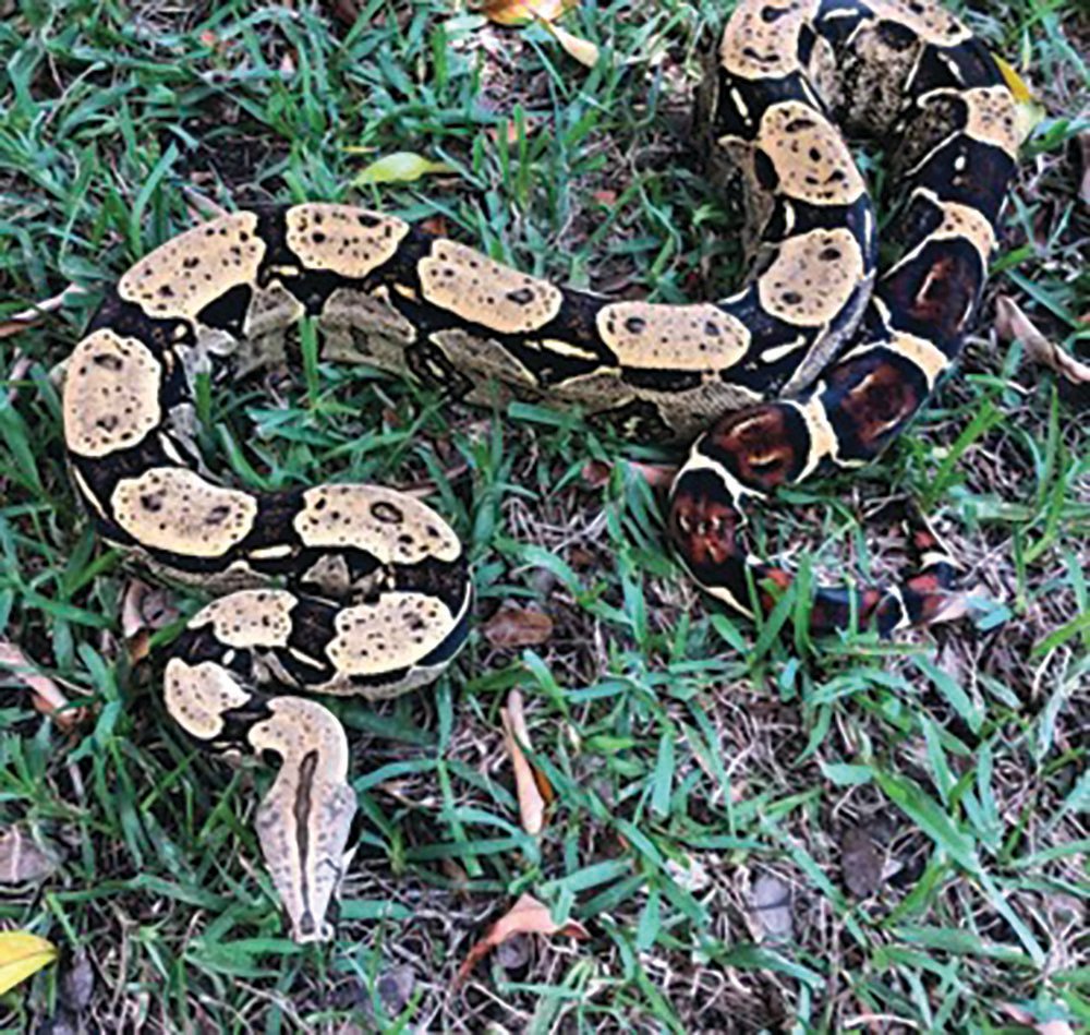 The common boa constrictor has been introduced in Miami-Dade County, as well as Broward, Hillsborough and several others.